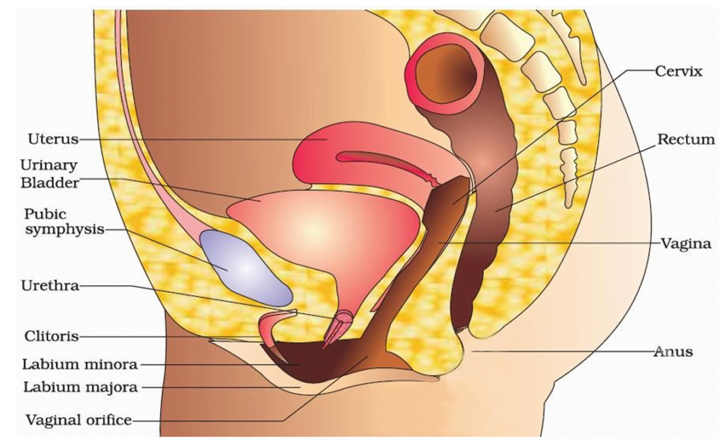 External Female Reproductive System, Anatomy, Parts & Function - Lesson